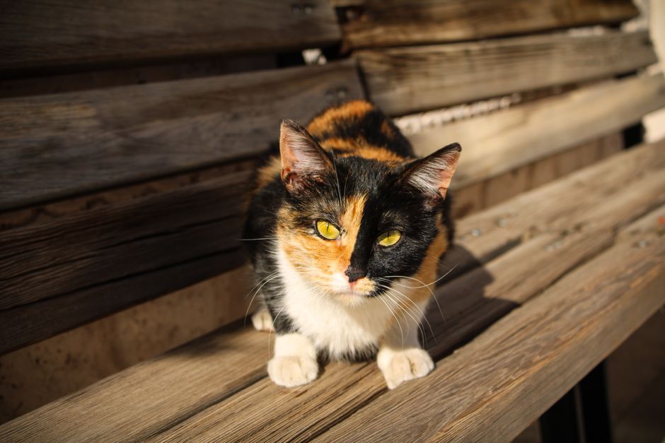 Calico cat