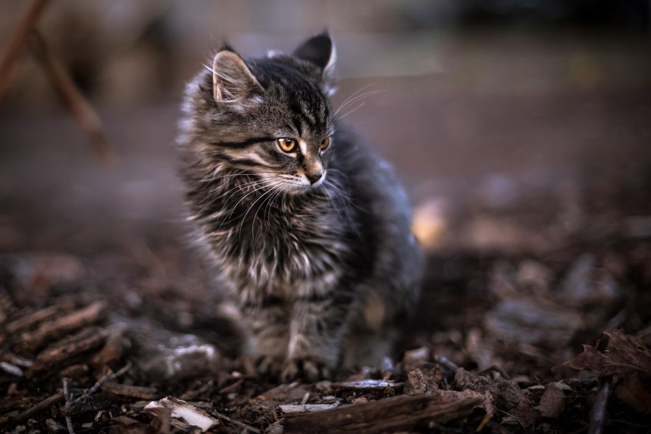 Kitten