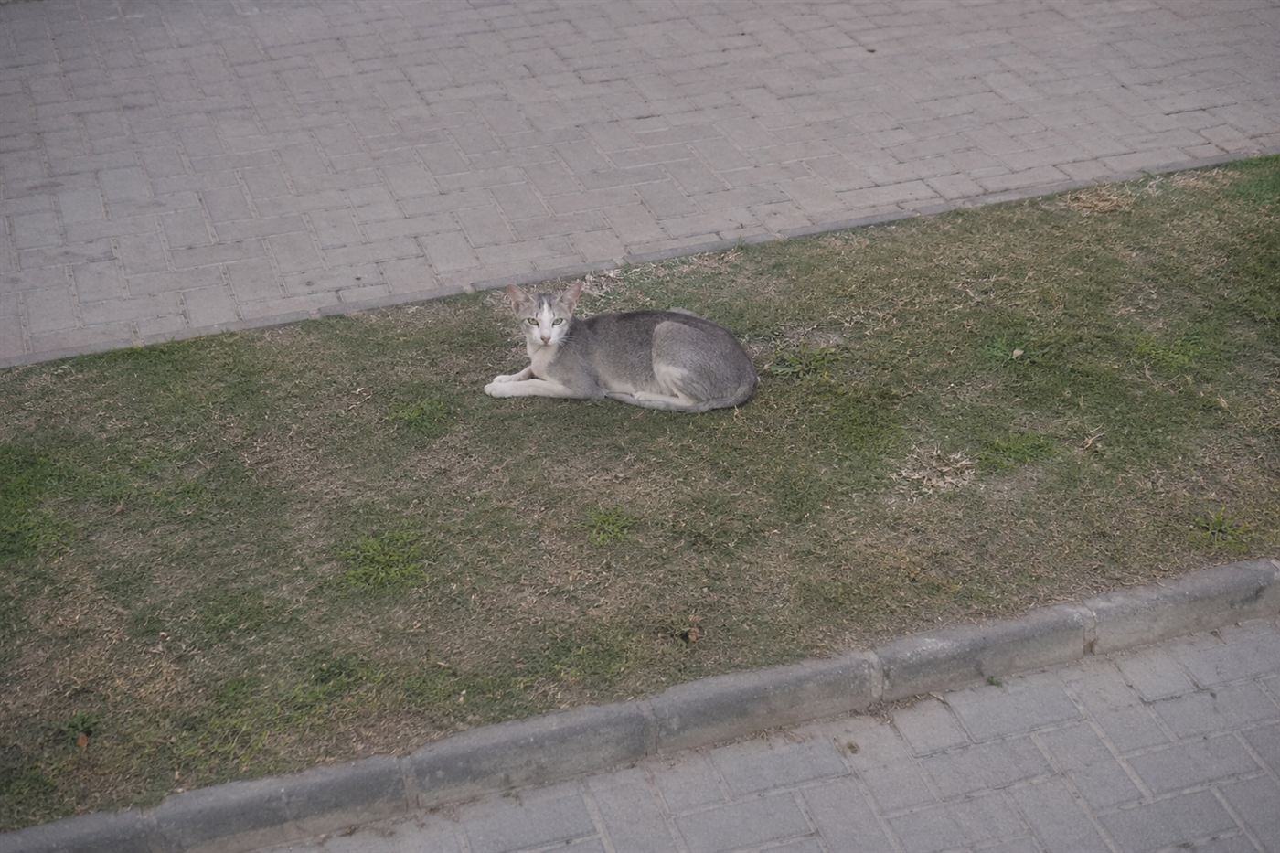 A lethargic cat resting quietly on a blanket