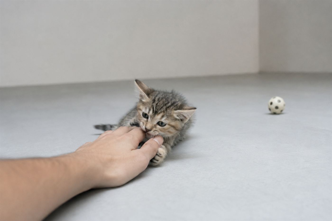 A kitten play-biting a person's hand with a toy nearby