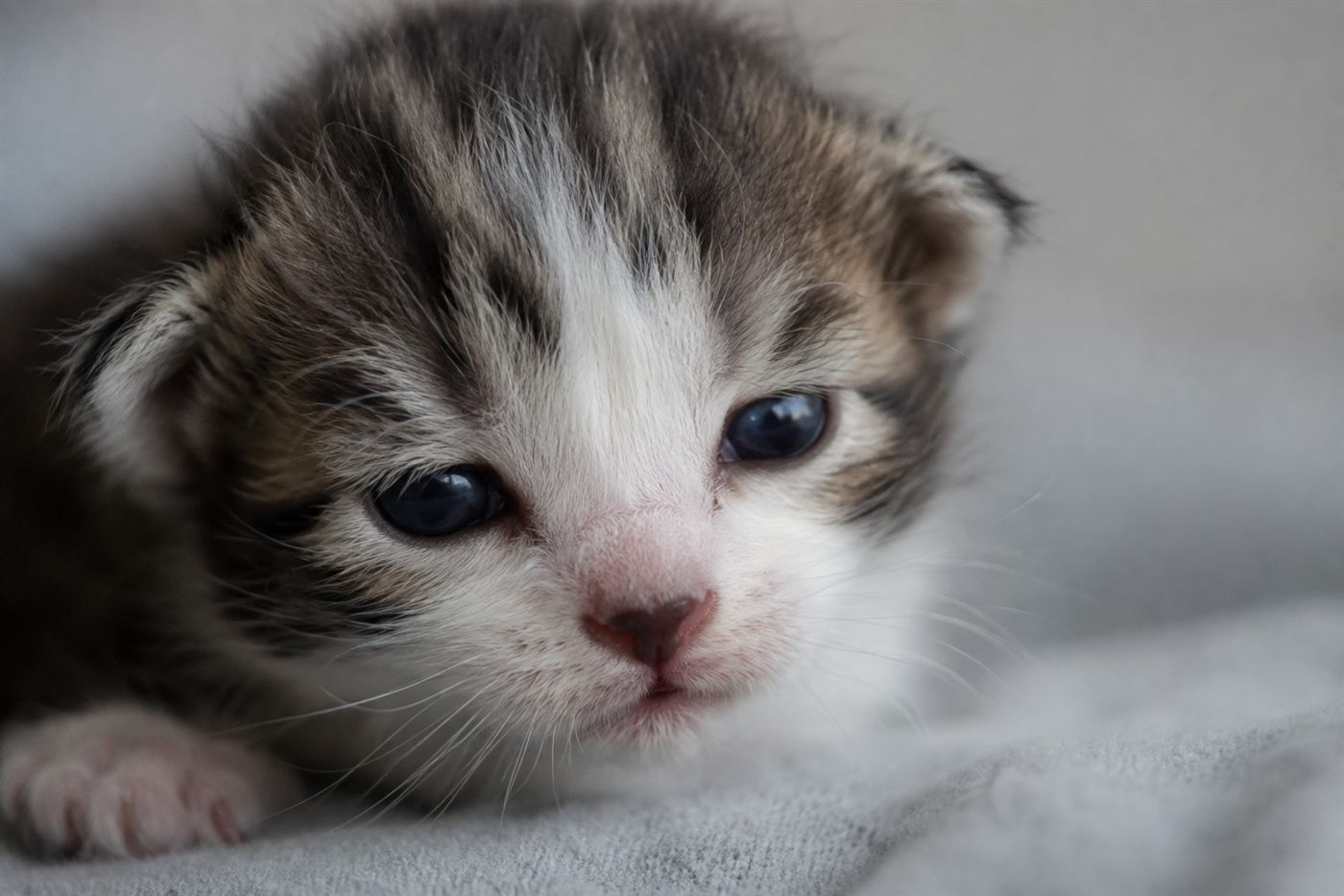 A tiny kitten with newly opened blue eyes