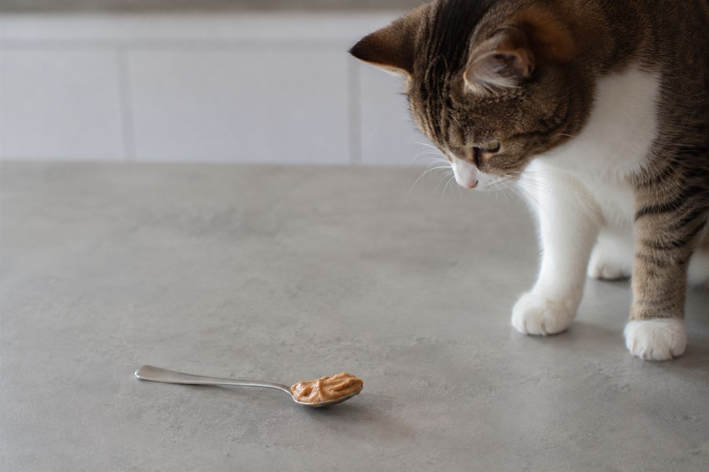 A cat sniffing a small dollop of peanut butter on a spoon