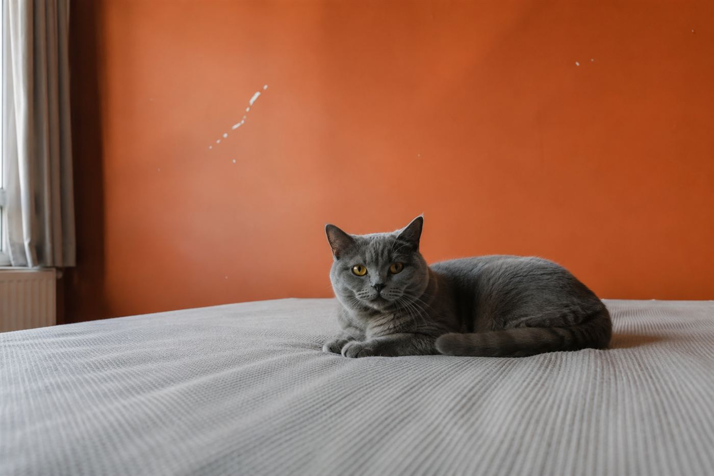 A calm cat resting comfortably indoors