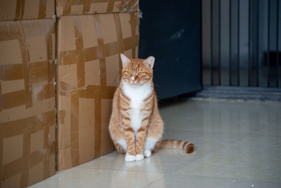 Cat