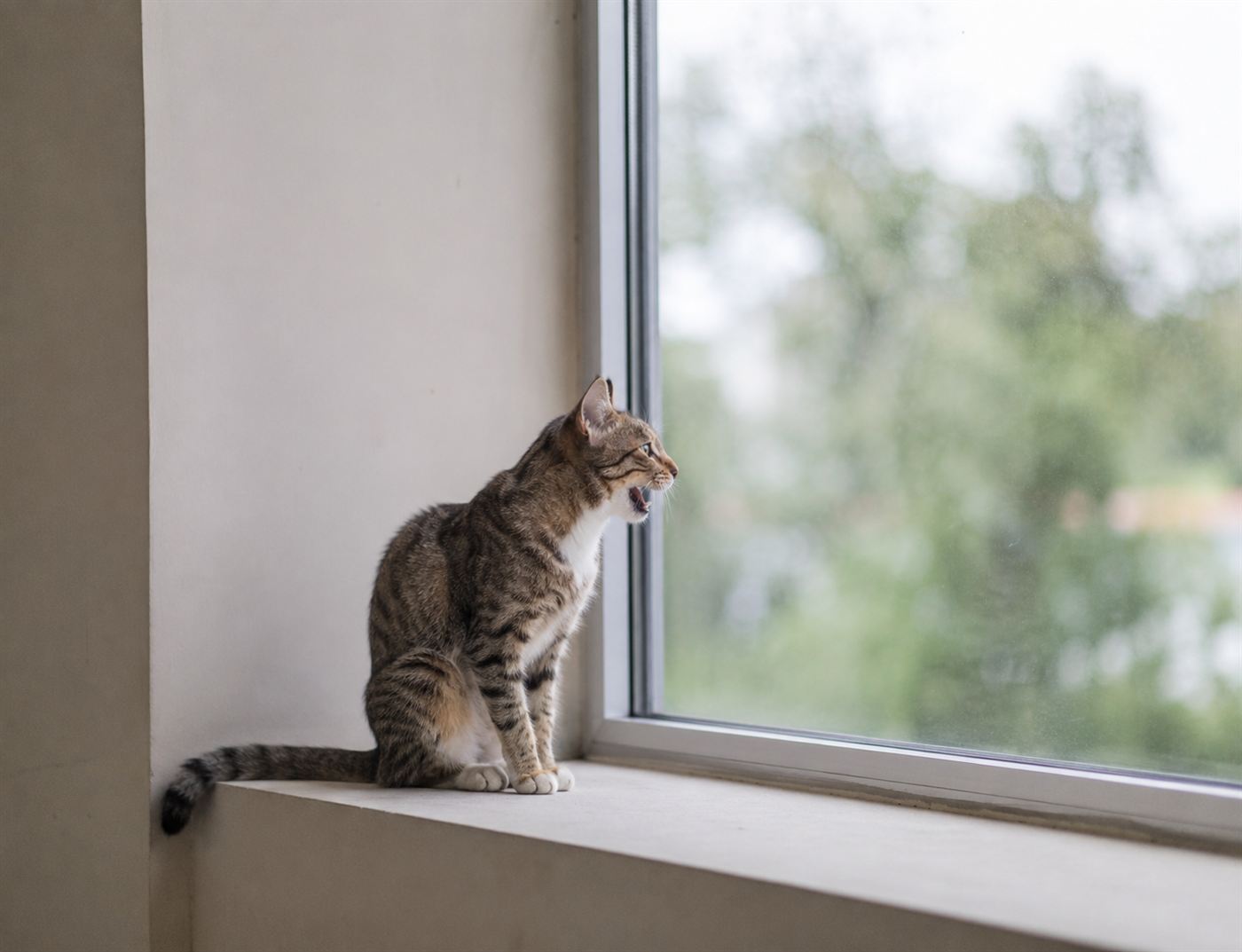 A cat at a window watching birds outside, mouth slightly open