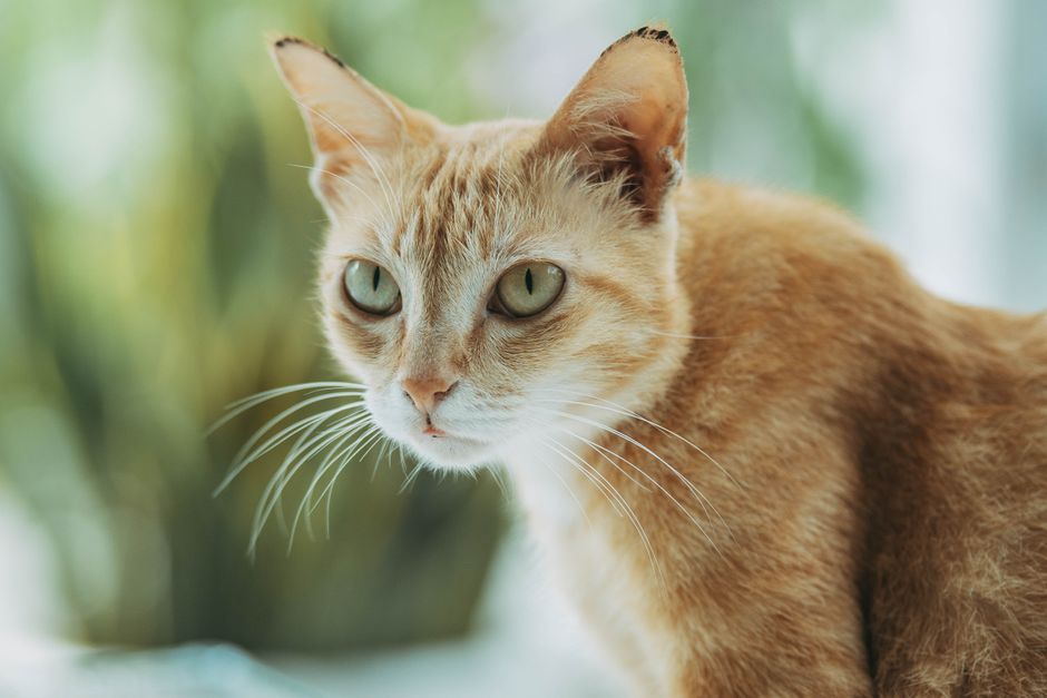 Cat