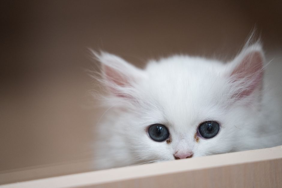 Kitten