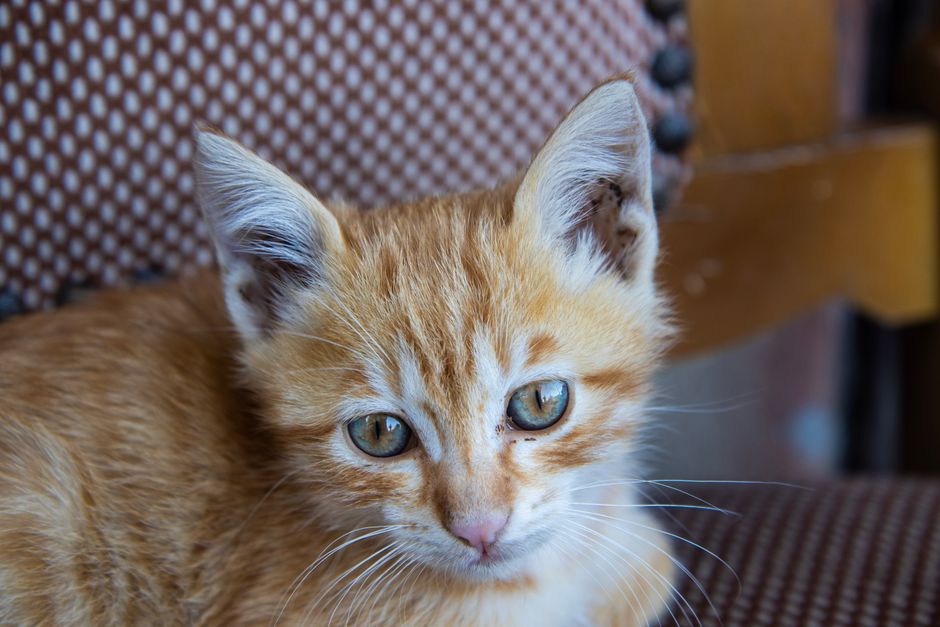 Kitten