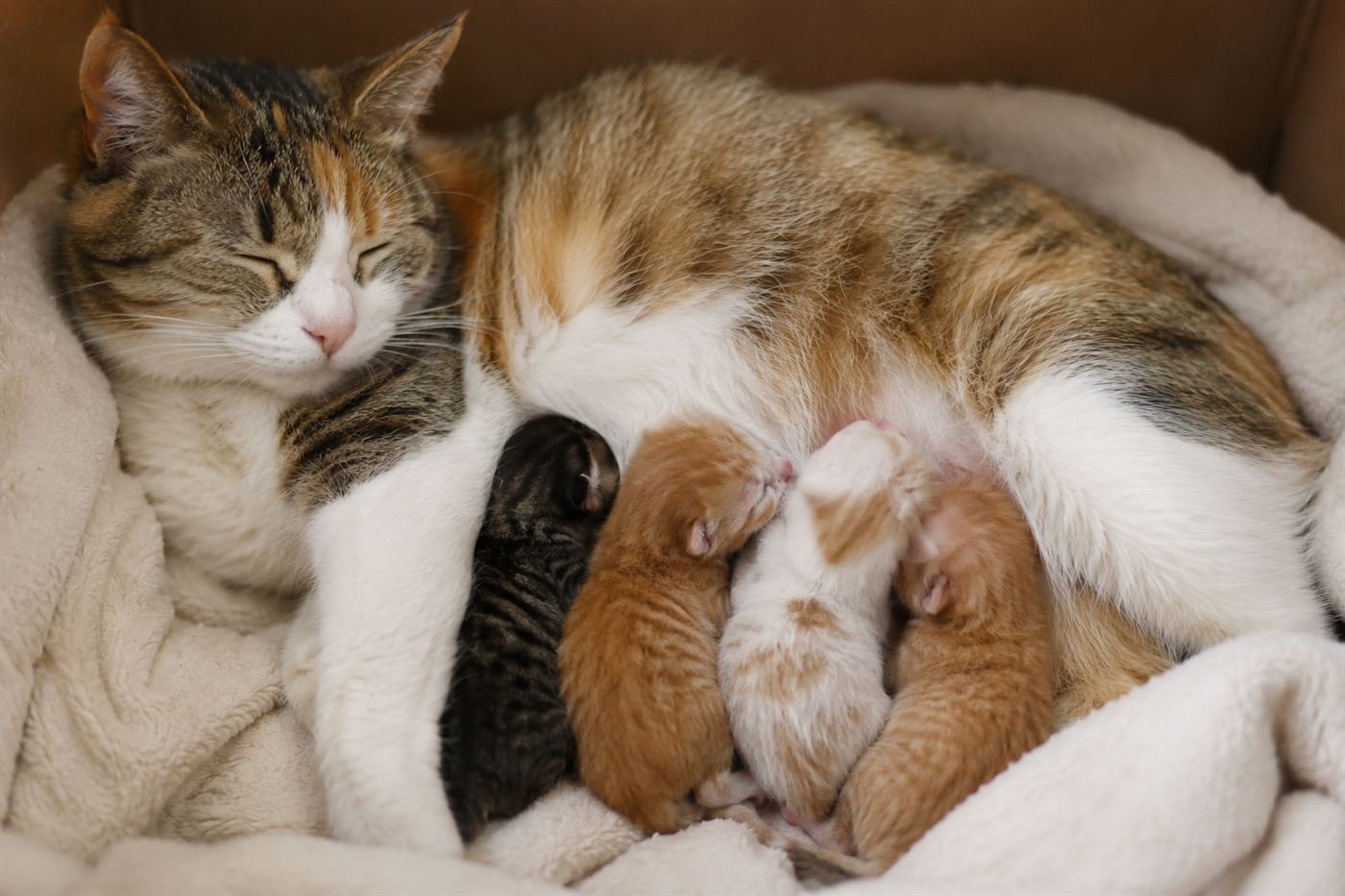 A litter of newborn kittens nursing next to their mother