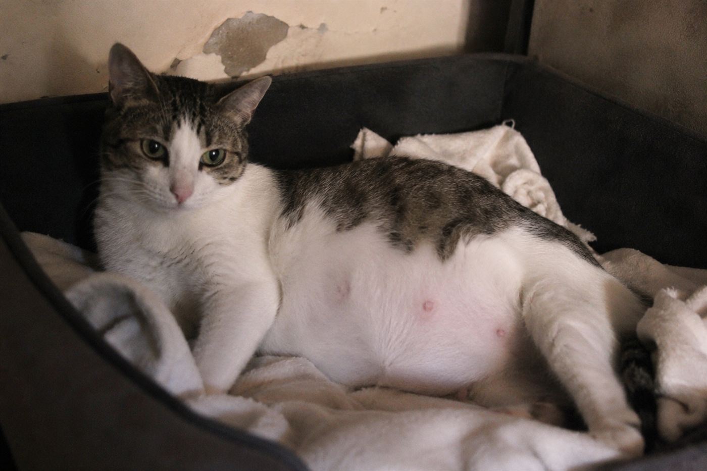 A pregnant cat resting in a soft nesting box