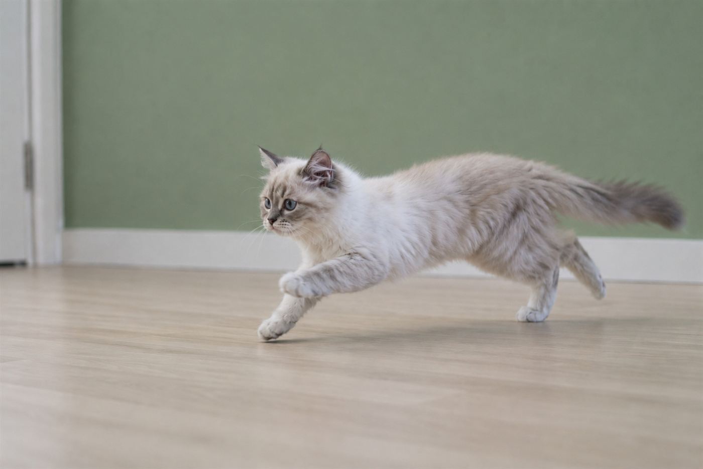 A kitten mid-sprint, caught in motion running across a room
