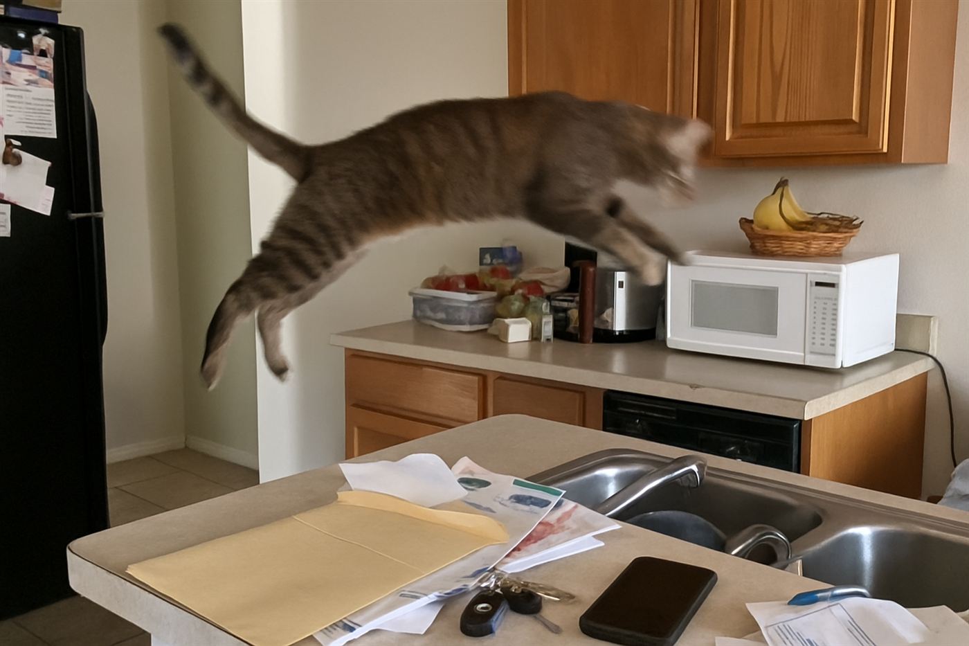 A cat mid-leap, hind legs extended, jumping onto a high shelf