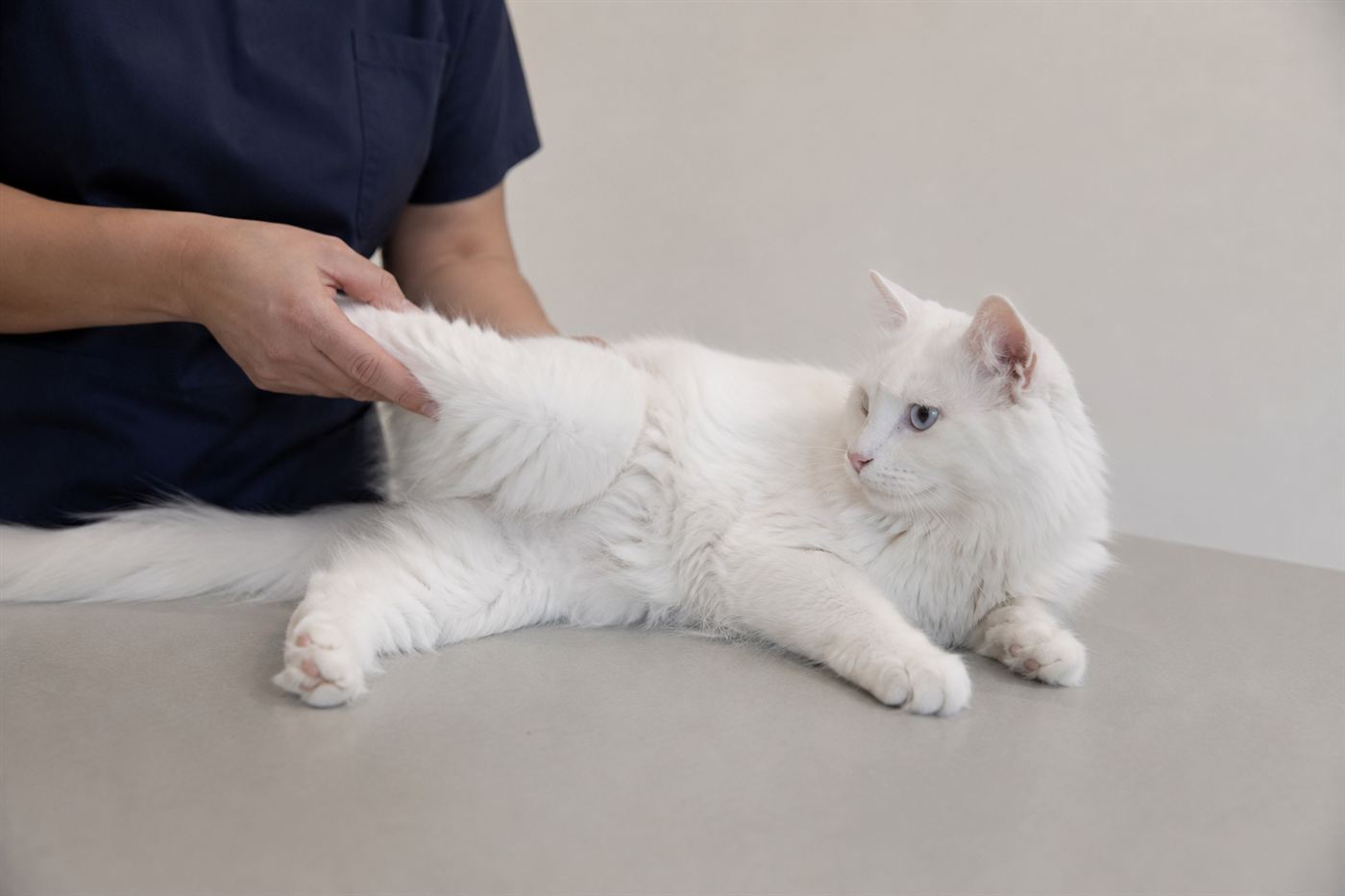 A veterinarian gently examining a cat's hind leg and knee