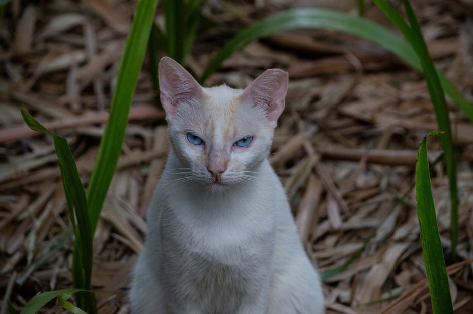 Siamese cat
