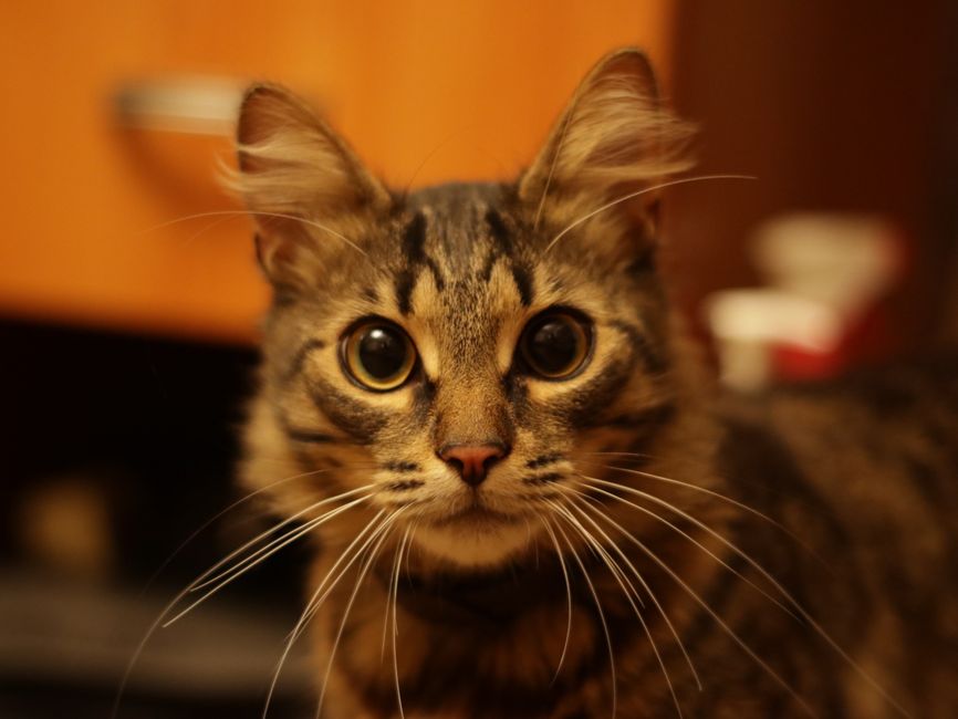 Kitten