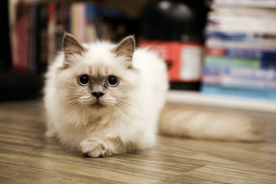 Kitten