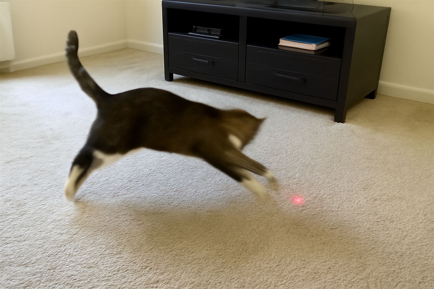A cat mid-pounce with front paws reaching toward a moving toy or light