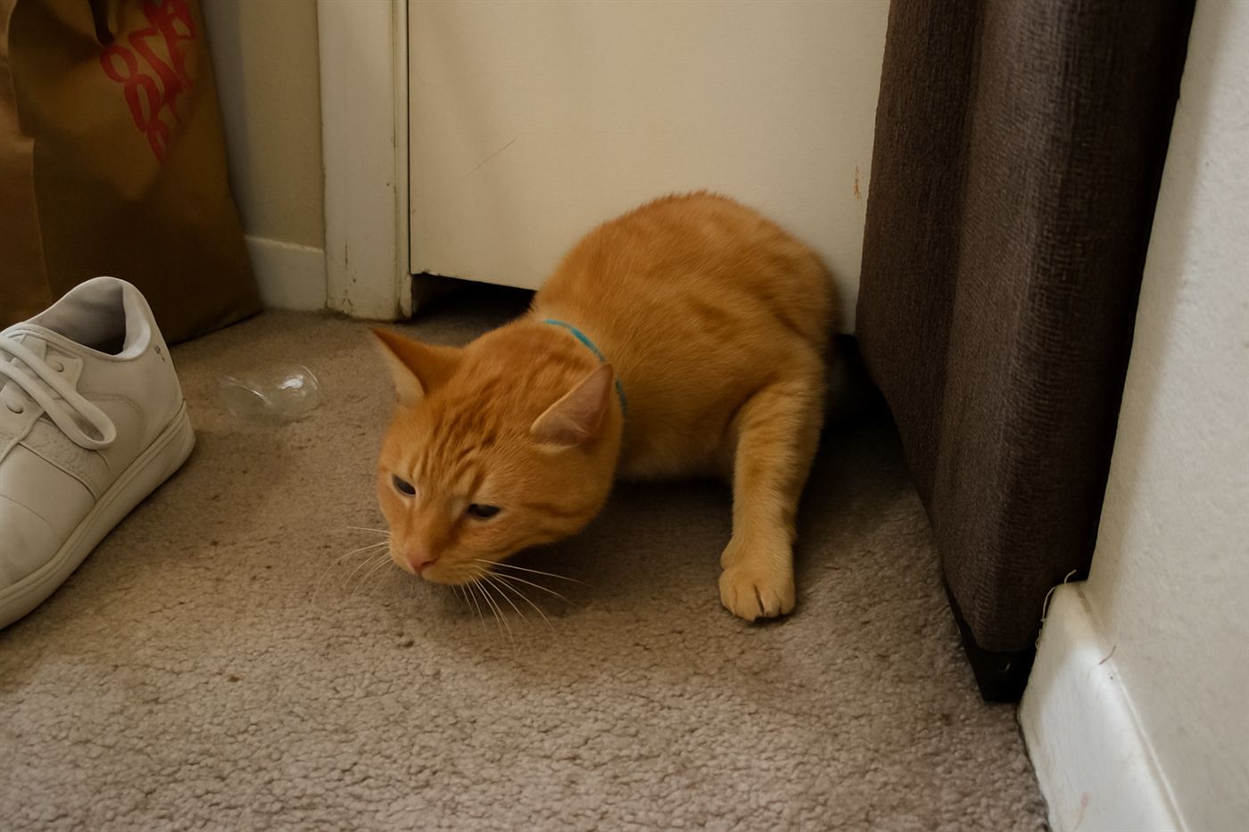 Cat stretching showing the curve and flexibility of its spine