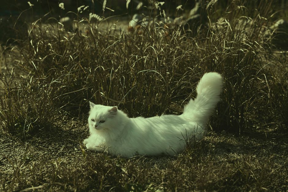 Persian cat