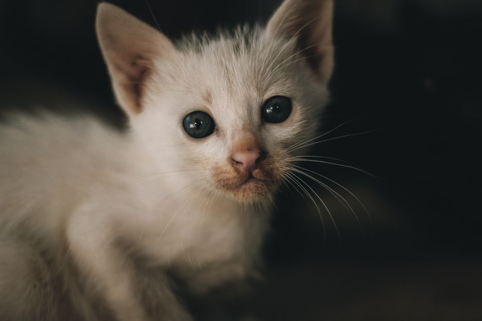 Kitten