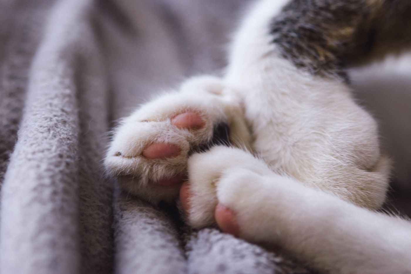 Close-up of a cat's paws pressing into a soft blanket