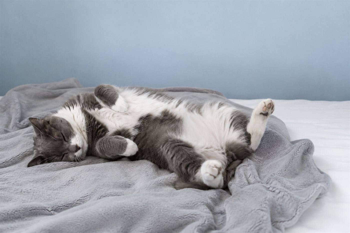 A cat sleeping belly-up in a relaxed position on a bed