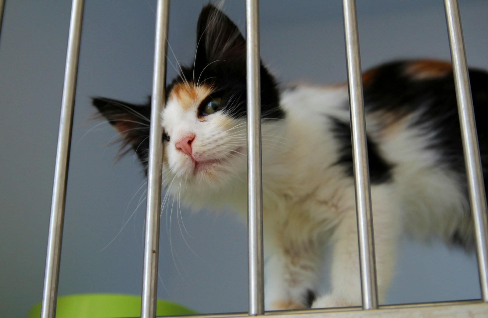 A wall of adoptable cats in individual shelter enclosures