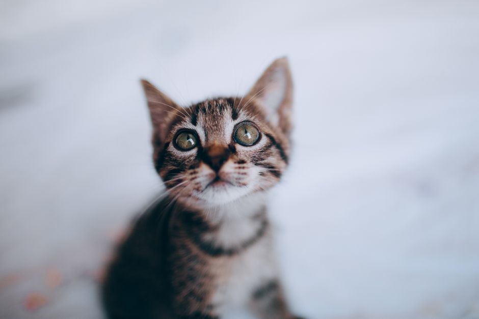 Kitten