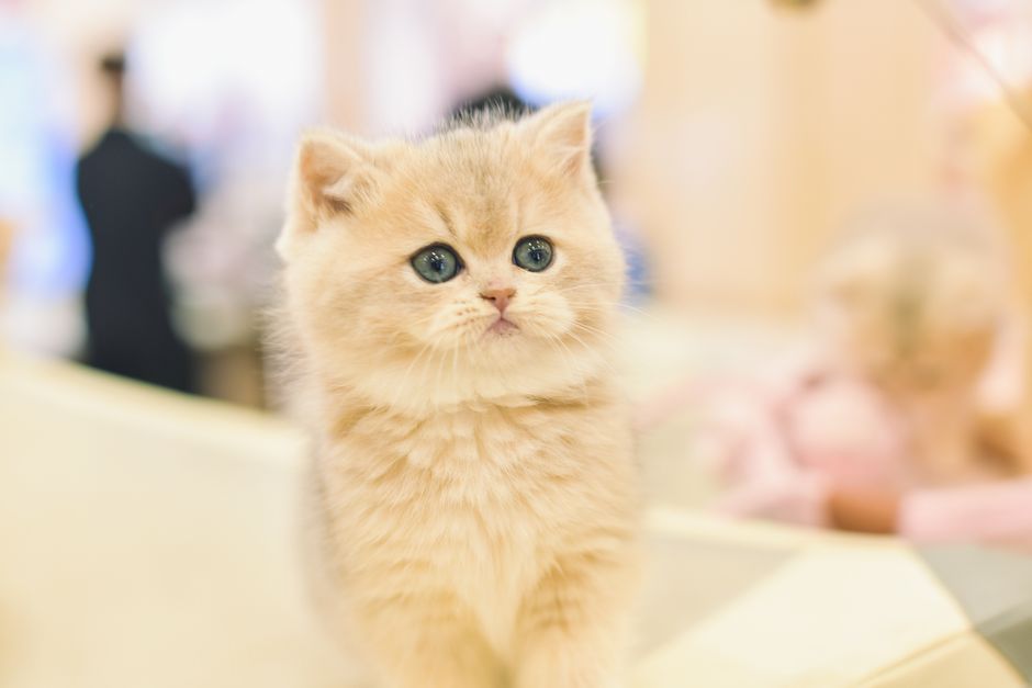 Kitten