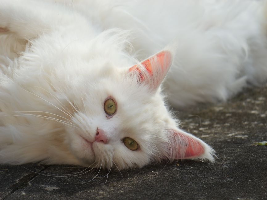 Maine coon cat