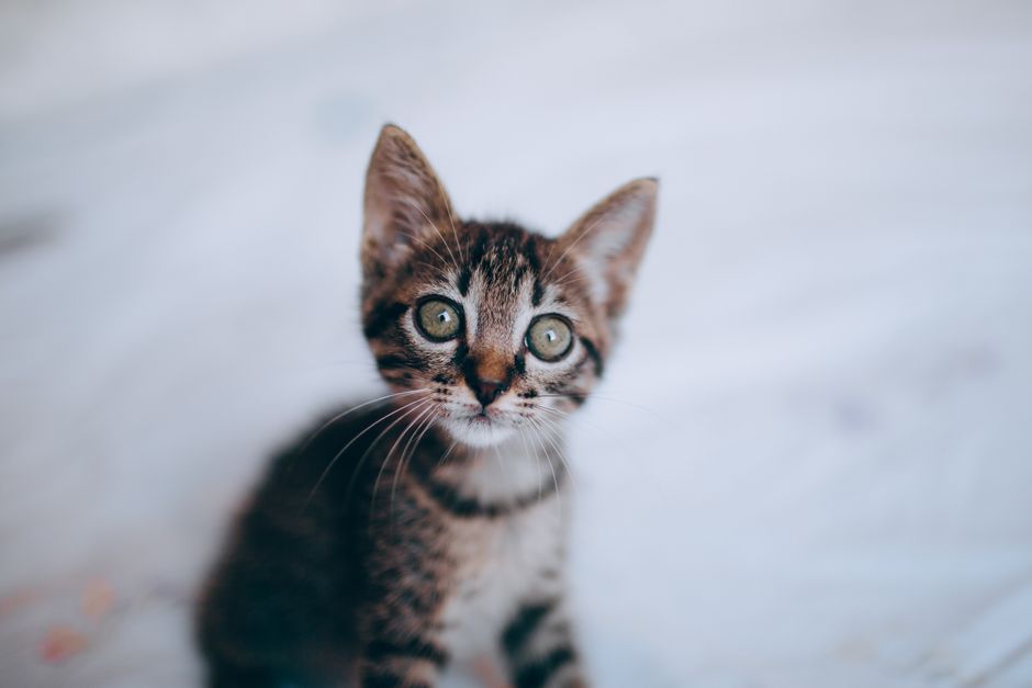 Kitten