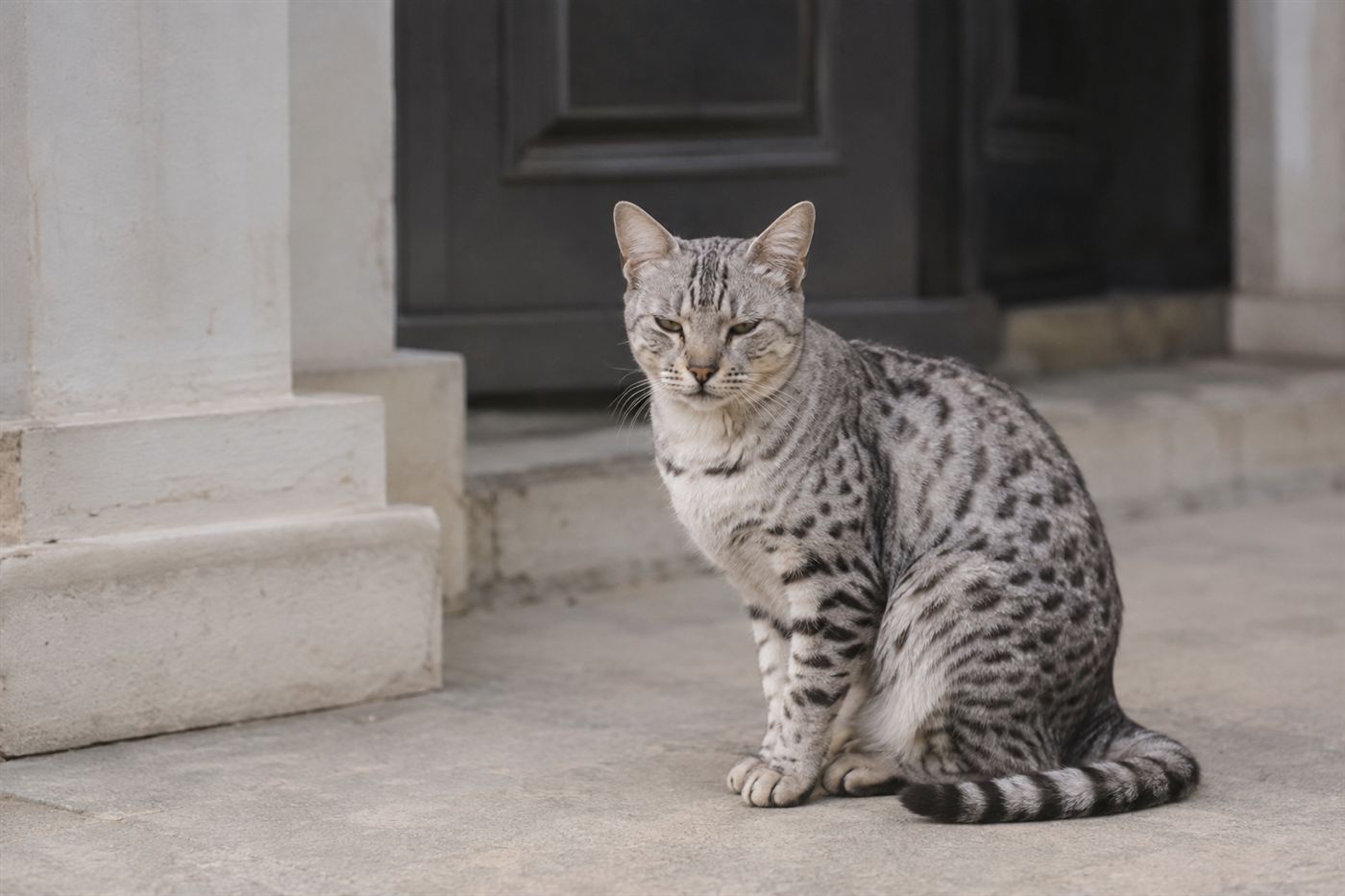 A cat with its mouth slightly open, looking under the weather