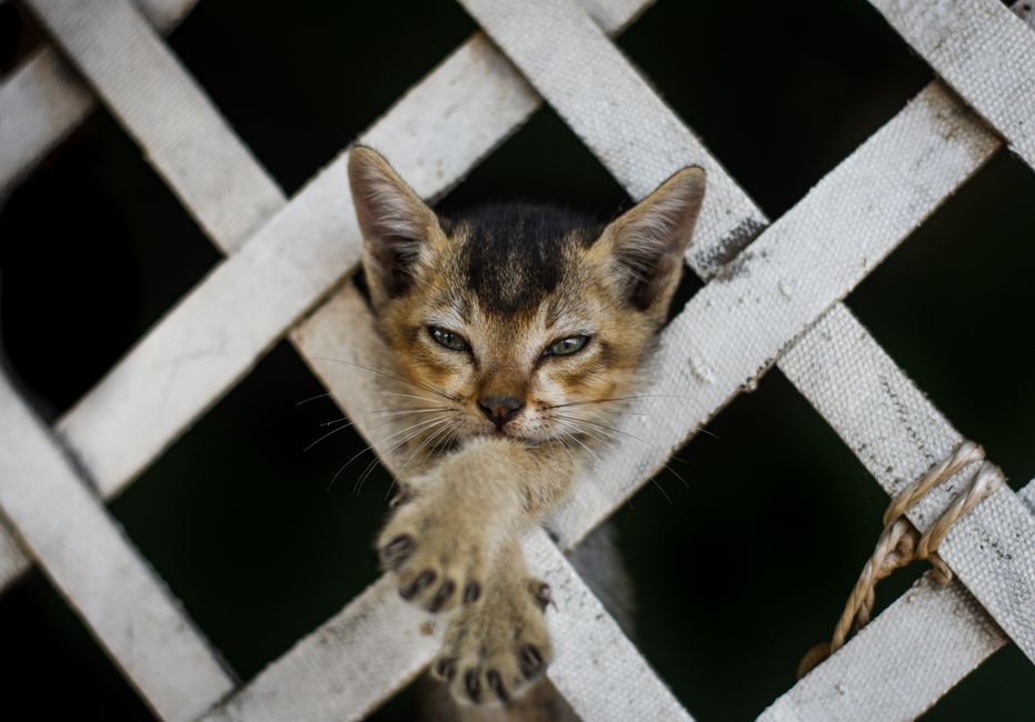 Abyssinian cat