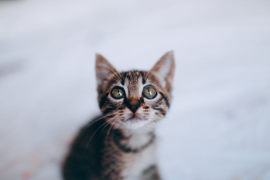 Kitten