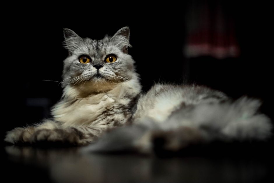 Kitten