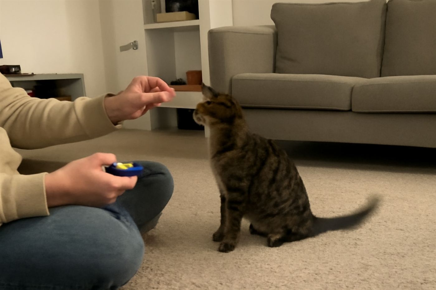 Photo of a person holding a treat up to reward a cat sitting on command, clicker visible nearby