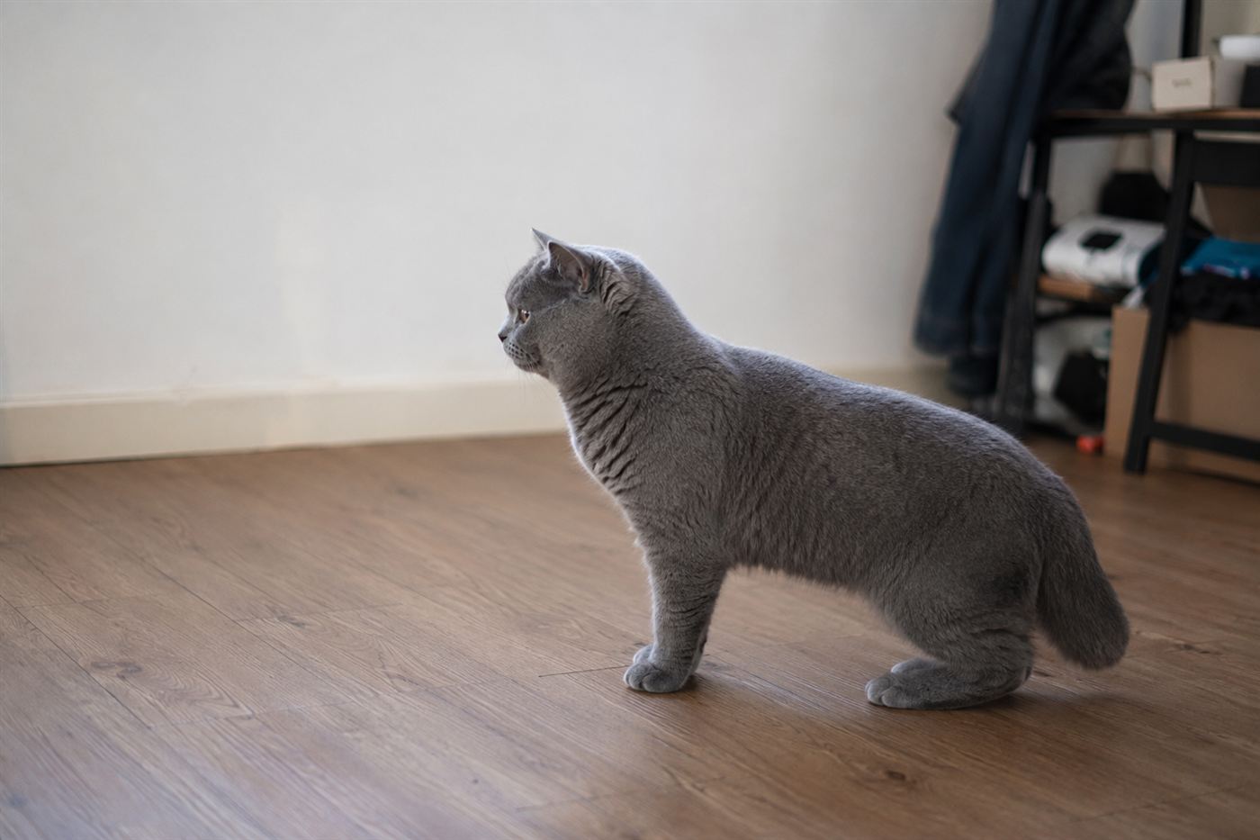 A cat standing with its hind legs in an unusual flat-footed stance