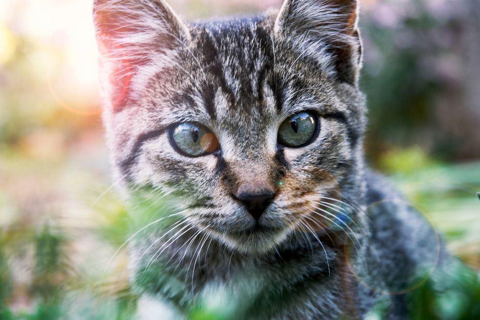 Kitten