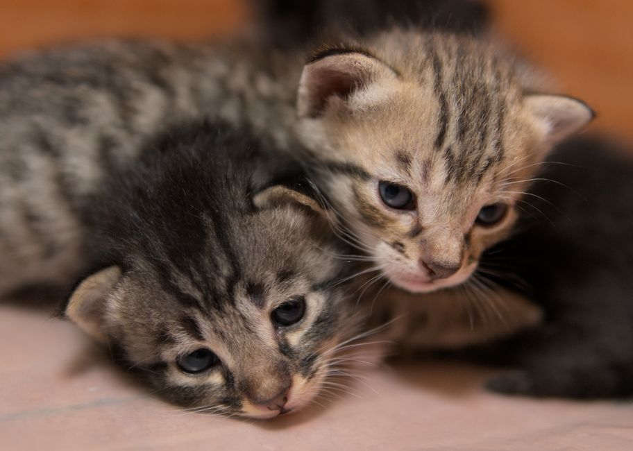 Kitten