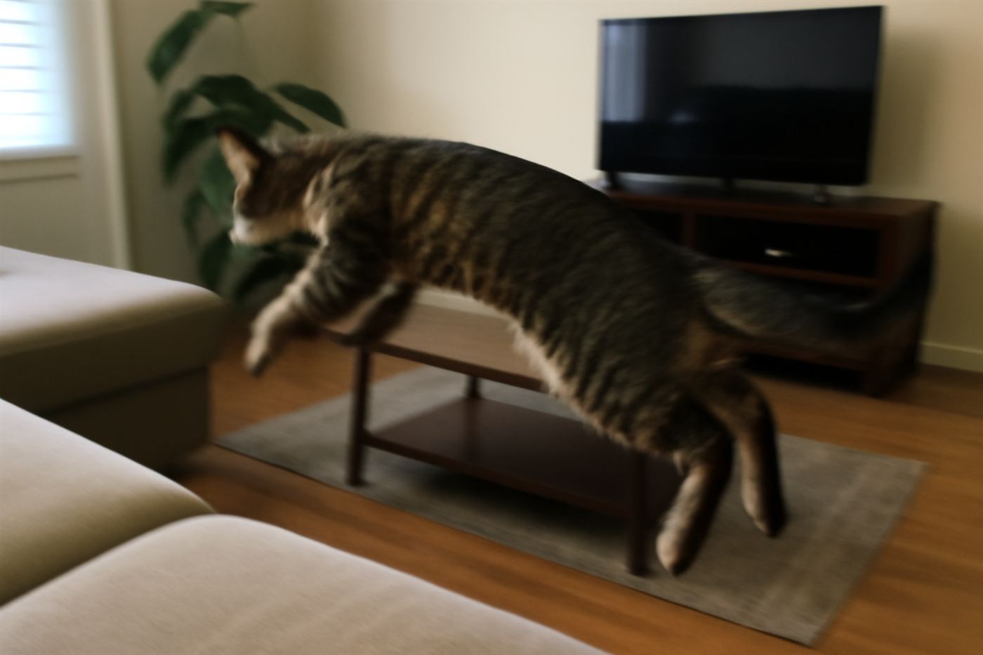 Action photo of a cat mid-air during a jump, body twisting to orient itself, captured against a plain background