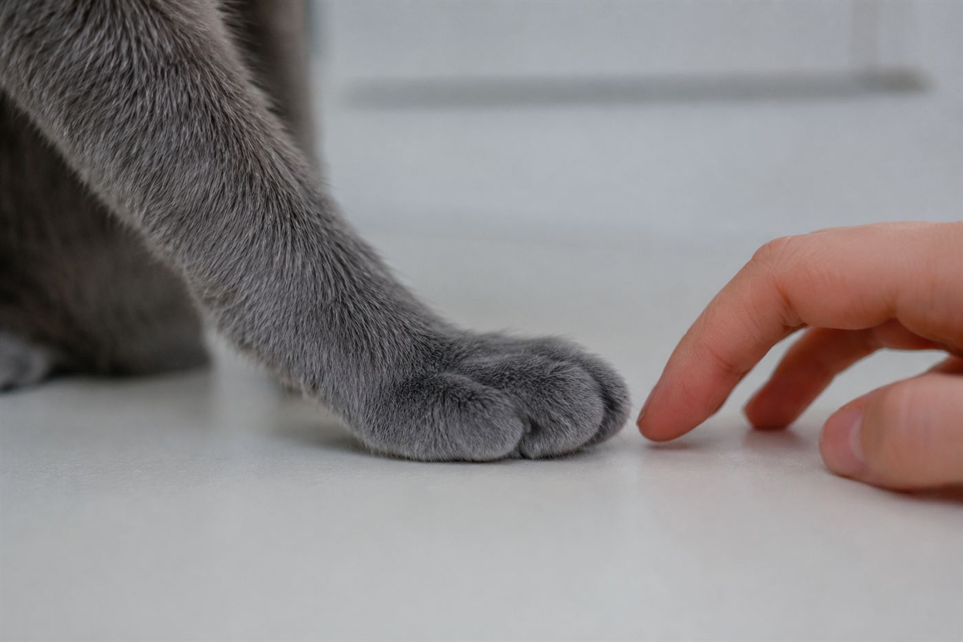 A close-up of a cat's swollen, soft paw pad