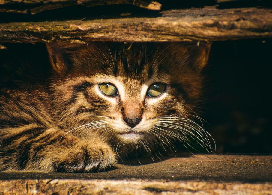 Kitten