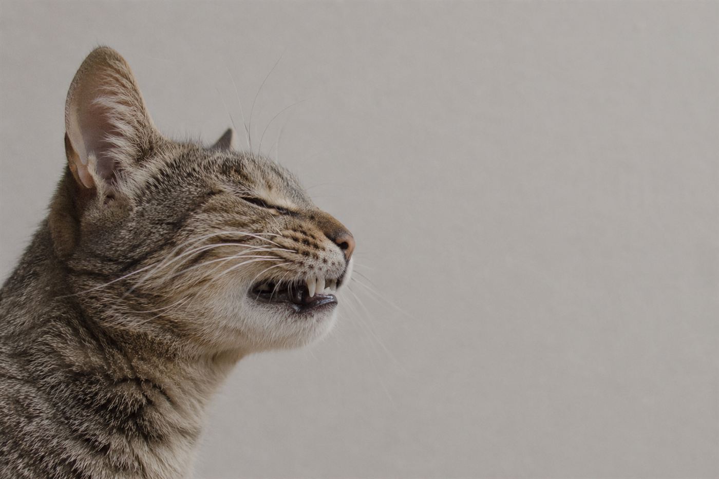 A cat with its mouth slightly open in the flehmen response facial expression