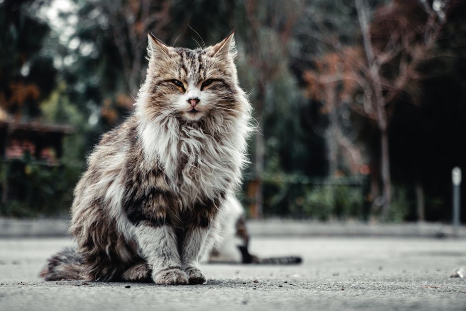Maine coon cat