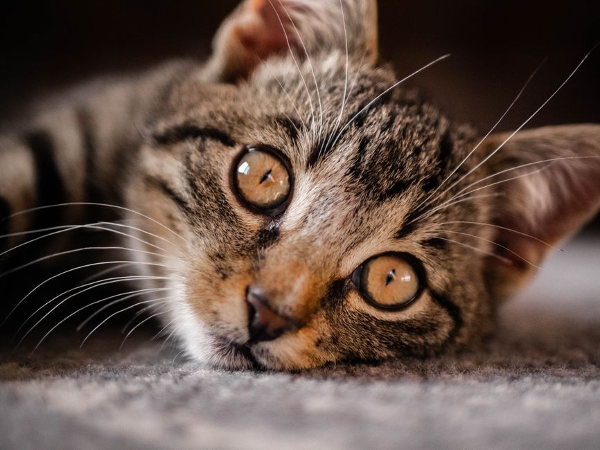 Kitten