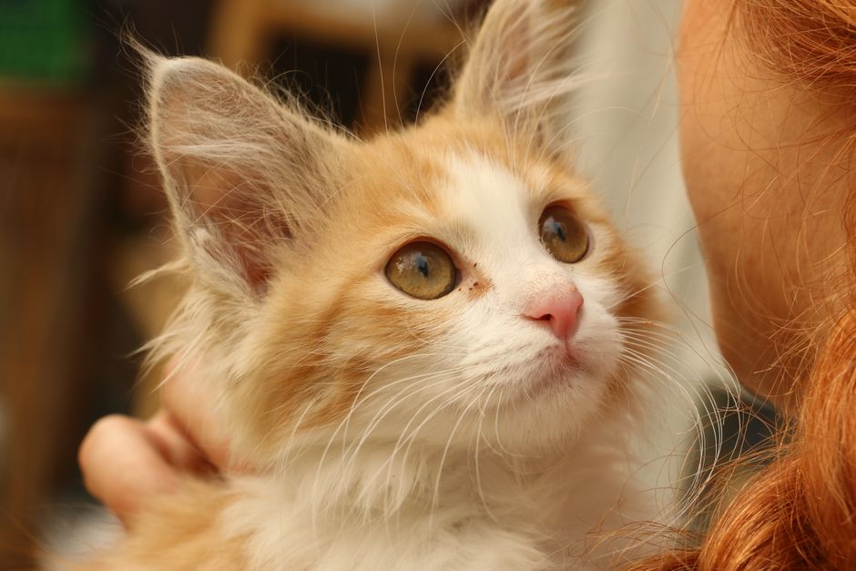 Kitten