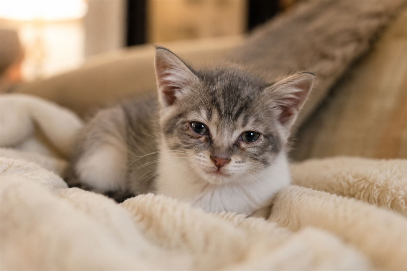 A kitten with watery eyes resting on a blanket