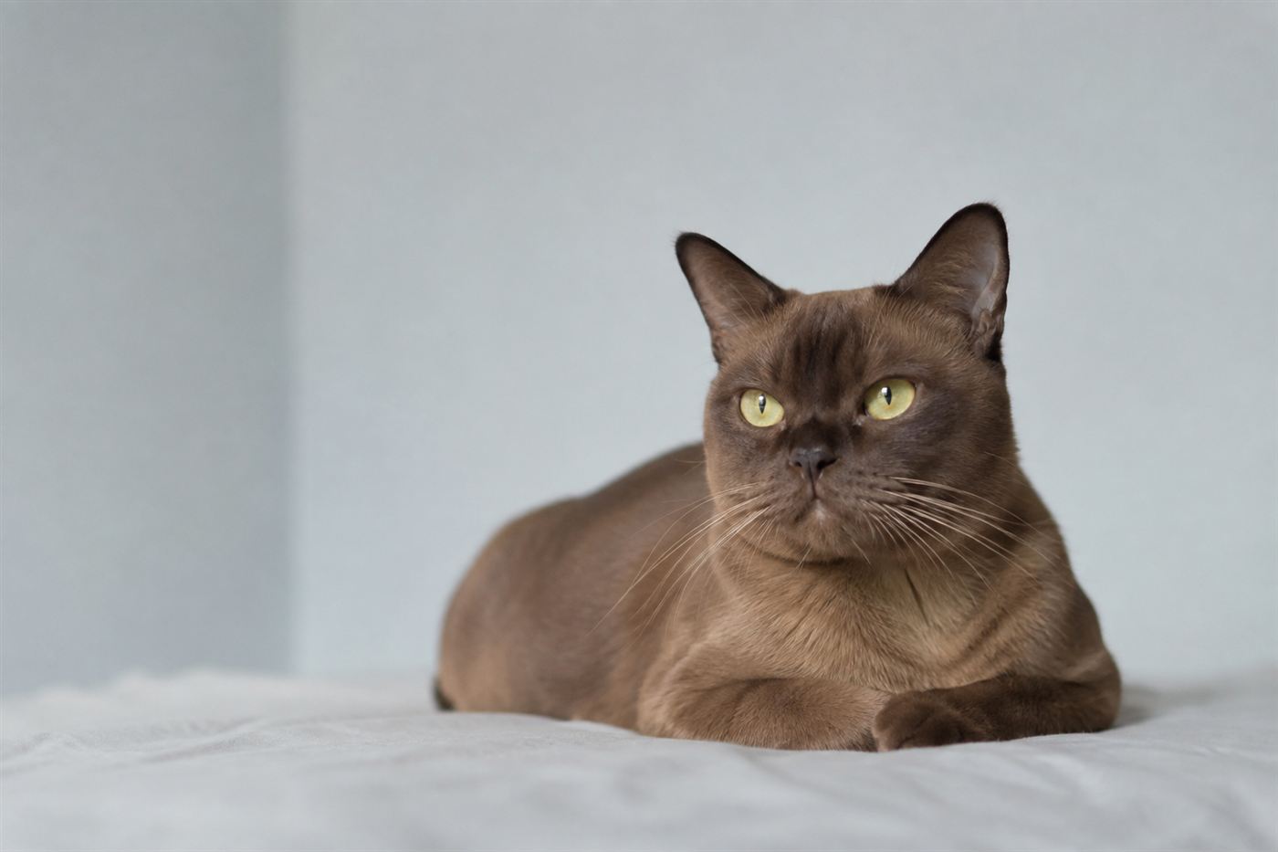 A Burmese cat resting calmly indoors