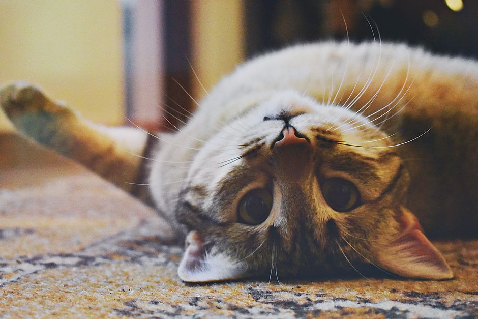Kitten