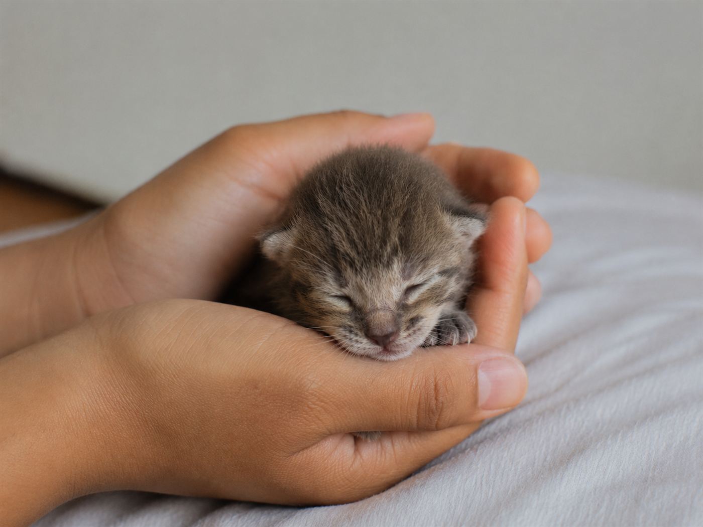 A newborn kitten with eyes still closed being examined